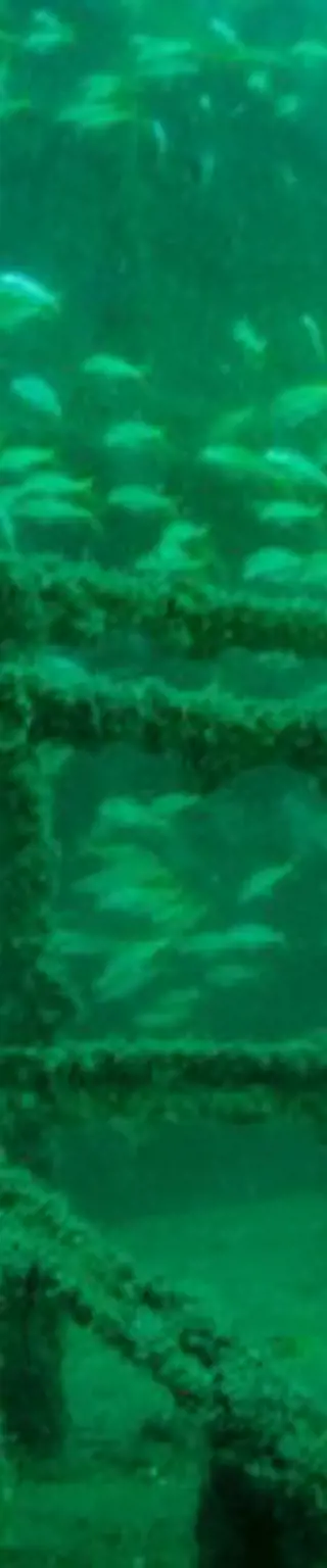 Tauche das Schiff-Wrack Al Munasir bei Muscat
